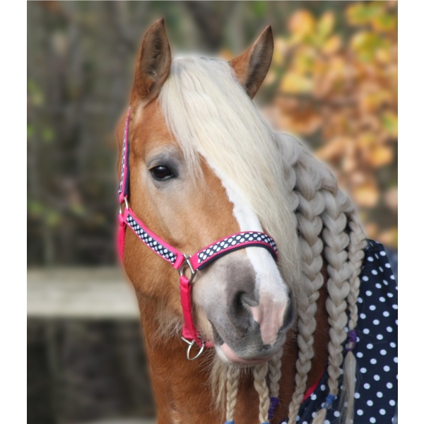 Kantar z uwiązem UNICORN Waldhausen 24H!